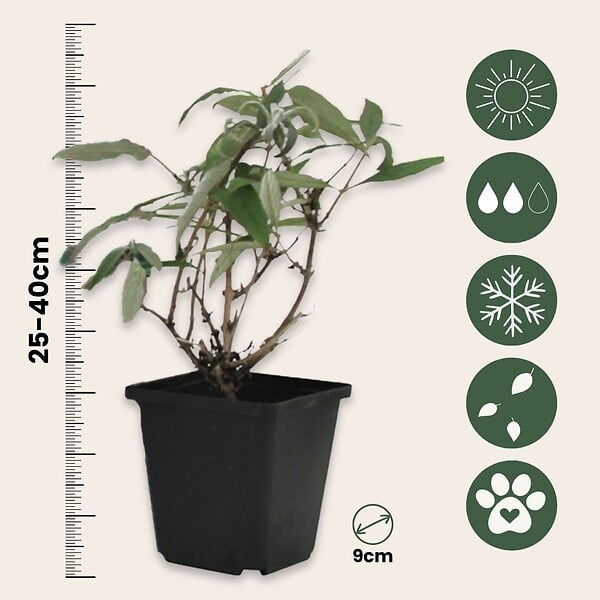 PLANT IN A BOX - Arbre à papillons - Set de 3 - Buddleja davidii 'Profusion' - H25-40cm - ⌀9cm - large