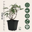 PLANT IN A BOX - Arbre à papillons - Set de 3 - Buddleja davidii 'Profusion' - H25-40cm - ⌀9cm - vignette