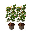 PLANT IN A BOX - Camélia - Set de 2 - Camellia japonica 'Dr. King' - Hauteur 50-60cm - ⌀15cm - vignette