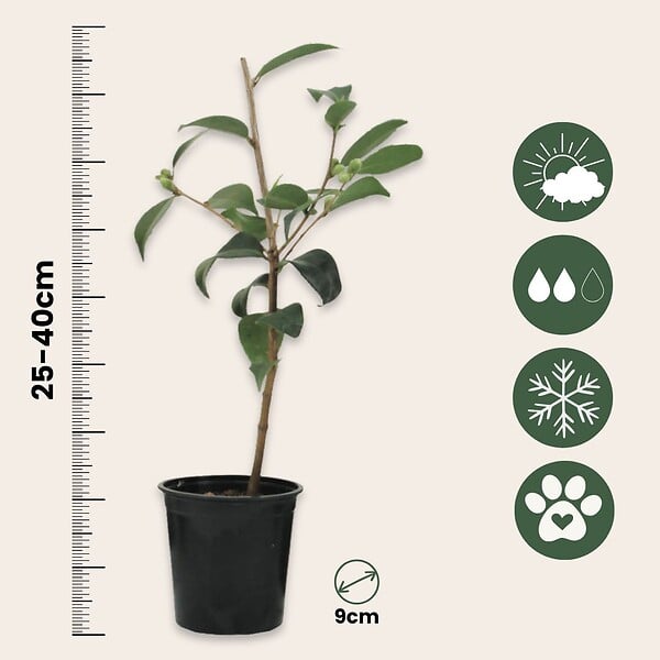 PLANT IN A BOX - Camélia - Set de 3 - Camellia japonica 'Lady Campbell' - Hauteur 25-40cm - ⌀9cm - large