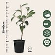 PLANT IN A BOX - Camélia - Set de 3 - Camellia japonica 'Lady Campbell' - Hauteur 25-40cm - ⌀9cm - vignette