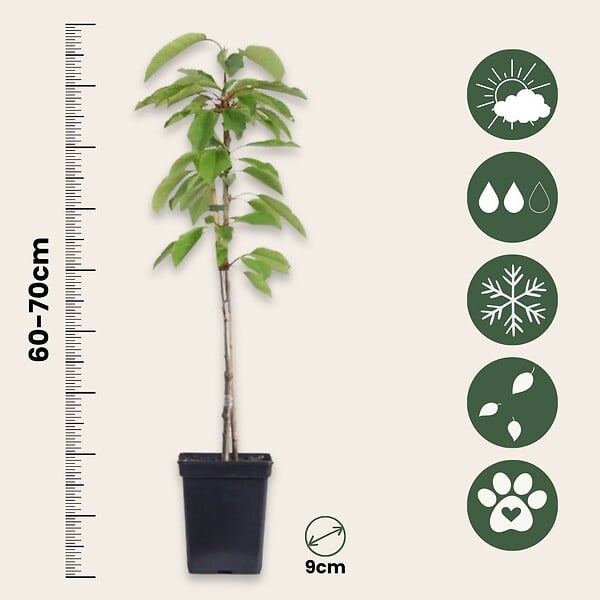 PLANT IN A BOX - Pommier - Set de 3 - Malus - Hauteur 60-70cm - ⌀9cm - large