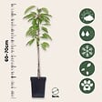 PLANT IN A BOX - Pommier - Set de 3 - Malus - Hauteur 60-70cm - ⌀9cm - vignette