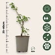 PLANT IN A BOX - Groseillier - Lot de 3 - Ribes uva- crispa - Hauteur 25-40cm - ⌀9cm - vignette