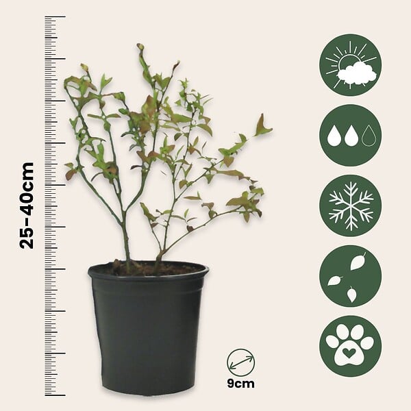 PLANT IN A BOX - Myrtille - Set de 3 - Vaccinium corymbosum 'Sunshine Blue' - H25-40cm - ⌀9cm - large