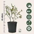 PLANT IN A BOX - Myrtille - Set de 3 - Vaccinium corymbosum 'Sunshine Blue' - H25-40cm - ⌀9cm - vignette