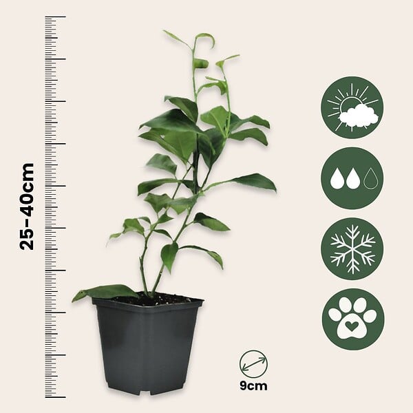 PLANT IN A BOX - Mélange de citrons - Set de 6 - Citrus limon - Hauteur 25-40cm - ⌀9cm - large