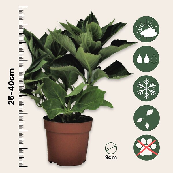 PLANT IN A BOX - Hortensia - Set de 3 - Hydrangea macrophylla 'Wudu' - Hauteur 25-40cm - ⌀9cm - large