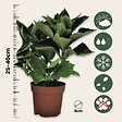 PLANT IN A BOX - Hortensia - Set de 3 - Hydrangea macrophylla 'Wudu' - Hauteur 25-40cm - ⌀9cm - vignette