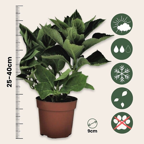 PLANT IN A BOX - Hortensia - Set de 3 - Hydrangea macrophylla 'Early Blue' - H25-40cm - ⌀9cm - large
