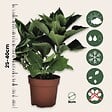 PLANT IN A BOX - Hortensia - Set de 3 - Hydrangea macrophylla 'Early Blue' - H25-40cm - ⌀9cm - vignette