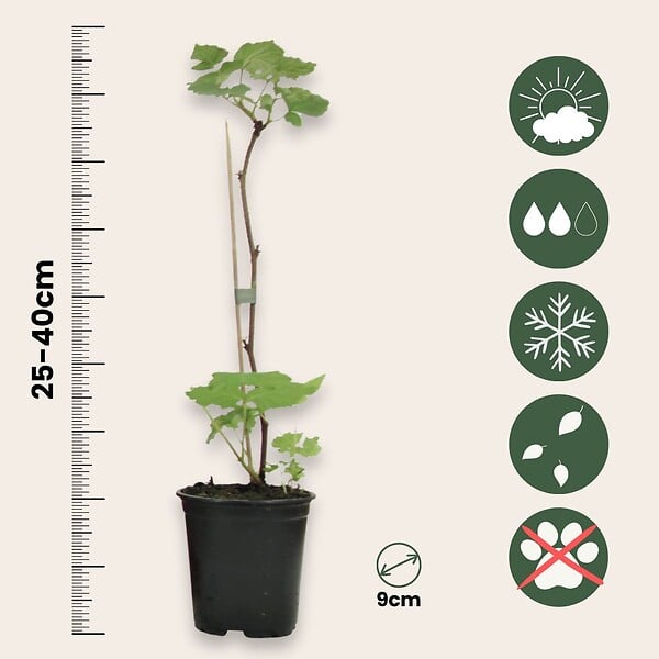 PLANT IN A BOX - Framboisier - Set de 6 - Rubus ideaus 'Autumn Bliss' - Hauteur 25-40cm - ⌀9cm - large