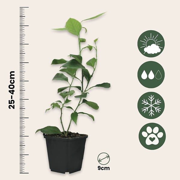 PLANT IN A BOX - Citronnier - Set de 3 - Citrus aurantifolia - Hauteur 25-40cm - ⌀9cm - large