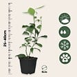 PLANT IN A BOX - Citronnier - Set de 3 - Citrus aurantifolia - Hauteur 25-40cm - ⌀9cm - vignette