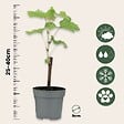 PLANT IN A BOX - Vigne à raisin - Set de 3 - Vitis vinifera 'Cabernet franc' - H25-40cm - ⌀9cm - vignette