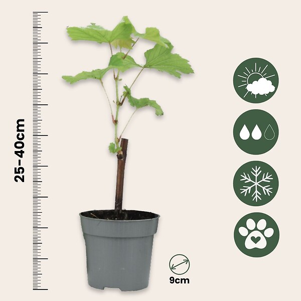 PLANT IN A BOX - Vigne à raisin - Set de 3 - Vitis vinifera 'Pinot Gris' - Hauteur 25-40cm - ⌀9cm - large