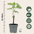 PLANT IN A BOX - Vigne à raisin - Set de 3 - Vitis vinifera 'Pinot Gris' - Hauteur 25-40cm - ⌀9cm - vignette