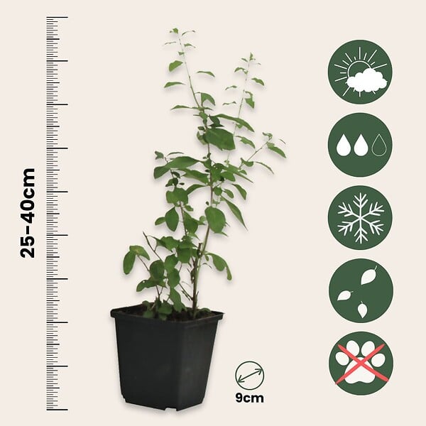 PLANT IN A BOX - Baie de Goji - Set de 6 - Lycium barbarum - Hauteur 25-40cm - ⌀9cm - large