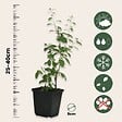 PLANT IN A BOX - Baie de Goji - Set de 6 - Lycium barbarum - Hauteur 25-40cm - ⌀9cm - vignette