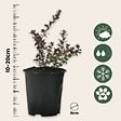 PLANT IN A BOX - Canneberge - Set de 3 - Vaccinium macrocarpon 'Cranberry' - H10-20cm - ⌀9cm - vignette