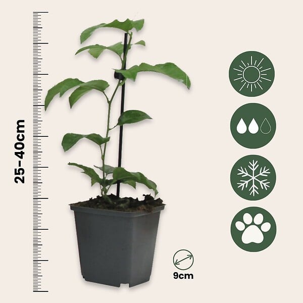 PLANT IN A BOX - Passiflore - Set de 3 - Passiflora edulis 'Frederick' - Hauteur 25-40cm - ⌀9cm - large