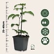 PLANT IN A BOX - Passiflore - Set de 3 - Passiflora edulis 'Frederick' - Hauteur 25-40cm - ⌀9cm - vignette