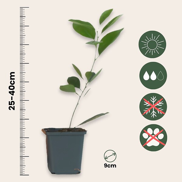 PLANT IN A BOX - Oranger - Lot de 3 - Citrus mitis Calamondin - Hauteur 25-40cm - ⌀9cm - large