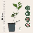 PLANT IN A BOX - Oranger - Lot de 3 - Citrus mitis Calamondin - Hauteur 25-40cm - ⌀9cm - vignette