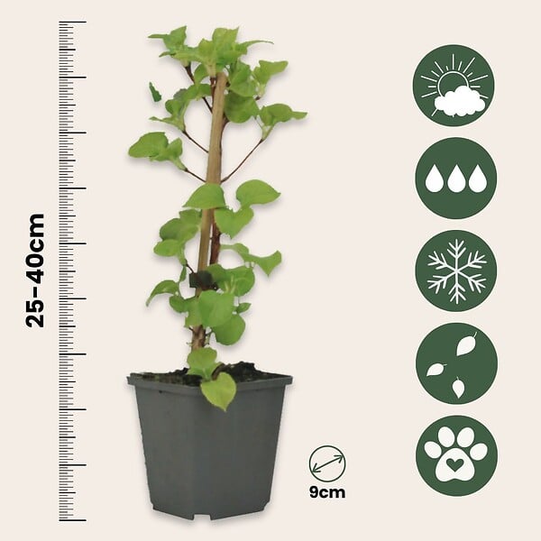 PLANT IN A BOX - Hortensia grimpant - Set de 6 - Hydrangea anomale petiolaris - H25-40cm - ⌀9cm - large