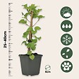 PLANT IN A BOX - Hortensia grimpant - Set de 6 - Hydrangea anomale petiolaris - H25-40cm - ⌀9cm - vignette
