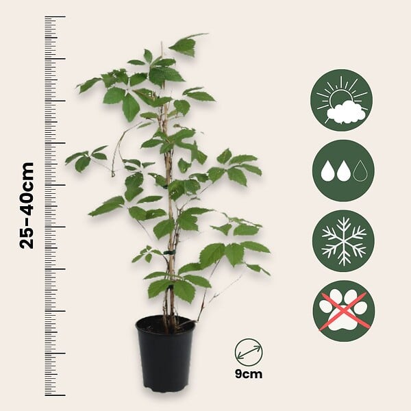 PLANT IN A BOX - Vigne vierge - Set de 3 - Parthenocissus quinquefolia - Hauteur 25-40cm - ⌀9cm - large