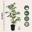 PLANT IN A BOX - Vigne vierge - Set de 3 - Parthenocissus quinquefolia - Hauteur 25-40cm - ⌀9cm - vignette