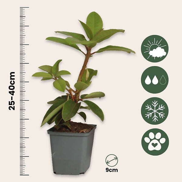 PLANT IN A BOX - Buisson à fleurs - Set de 3 - Rhododendron roseum - Hauteur 25-40cm - ⌀9cm - large