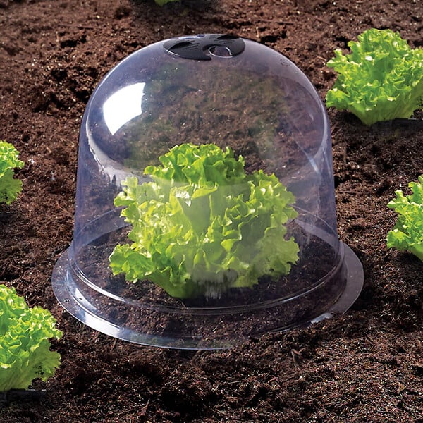 ID MARKET - Cloche à salades x12 serre de protection pour plants - large