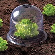 ID MARKET - Cloche à salades x12 serre de protection pour plants - vignette
