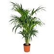 BLOOMIQUE - Howea Forsteriana - Palmier Kentia - Plante d’intérieur - Dépolluante - H. 120-140 cm - P. 24 cm - vignette
