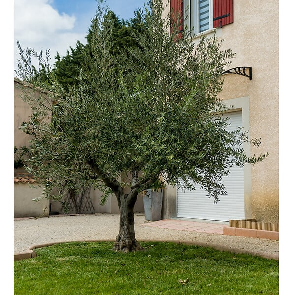 WERKAPRO - Filet à olives 50g/m2  8 x 8m - 64m² - large