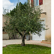 WERKAPRO - Filet à olives 50g/m2  8 x 8m - 64m² - vignette