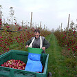 LE KANGOUROU - Panier de récolte avec manche de vidage - vignette