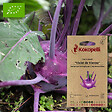ASSOCIATION KOKOPELLI - Chou Rave Violet de Vienne- Graines bio à semer - vignette
