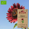 ASSOCIATION KOKOPELLI - Tournesol à Fleurs Evening Sun- Graines bio à semer - vignette