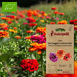 ASSOCIATION KOKOPELLI - Zinnia Jim Baggett's Choice Mix- Graines bio à semer - vignette