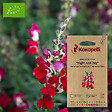 ASSOCIATION KOKOPELLI - Gueule de Loup Night And Day- Graines bio à semer - vignette