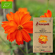 ASSOCIATION KOKOPELLI - Cosmos Redcrest- Graines bio à semer - vignette