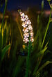 GALIX - Décoration lumineuse solaire métal Violette - 3lm - vignette