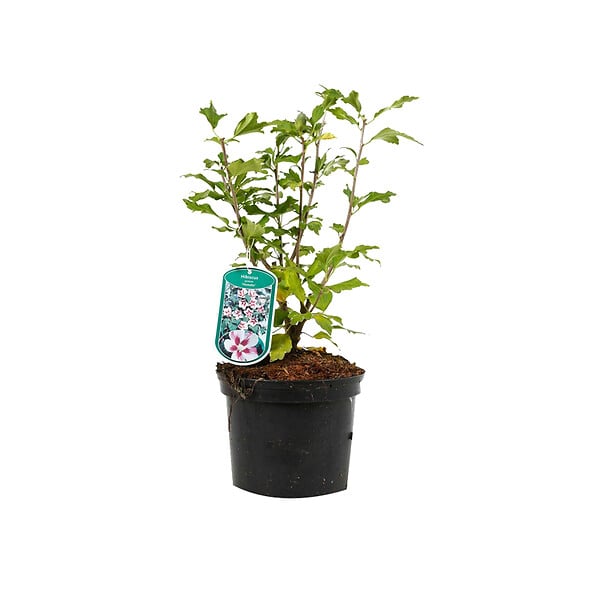 ARBORIX - Mauve en arbre 'Hamabo' - Hibiscus Syriacus 'Hamabo'  - 40-60 cm pot - large