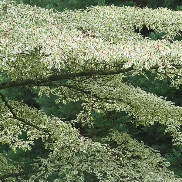 ARBORIX - Cornus à feuilles alternes - Cornus alternifolia 'Argentea'  - 40-50 cm pot - large