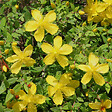ARBORIX - 2 x Millepertuis moserianum - Hypericum moserianum  - 30-40 cm pot - vignette
