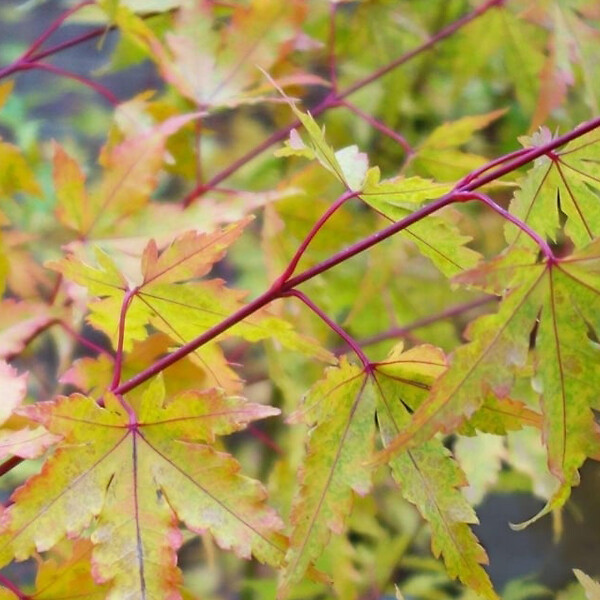 ARBORIX - Petit érable du Japon 'Sangokaku' - Acer Palmatum 'Sangokaku'  - 50-60 cm pot - large