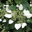 ARBORIX - 2 x Lacecap hortensia - Hydrangea 'Mariesii Grandiflora'  - 25-30 cm pot - vignette